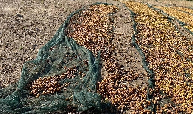 Domuzlar, kayısılara dadandı