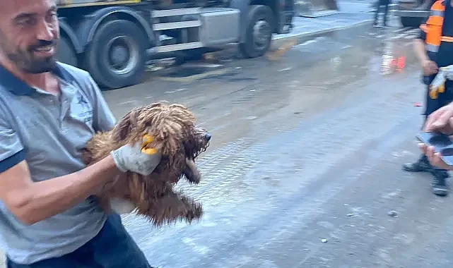Enkazın altından köpek canlı olarak kurtarıldı