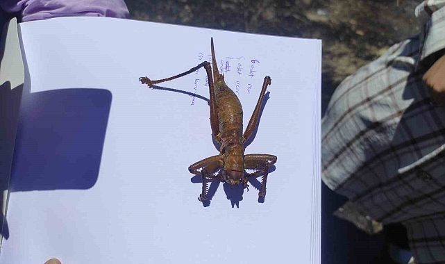 Etçil çekirgeyi görenler şaşkınlığını gizleyemedi