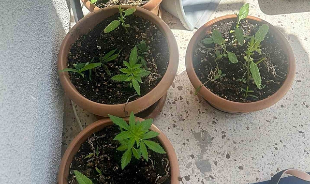 Evinde uyuşturucu yetiştiren şüpheliyi eşi ihbar etti