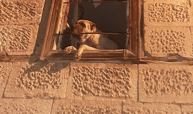 Günlerdir kayıp Kangal köpek, aç ve susuz bırakılarak harabe binada hapsedilmiş bulundu