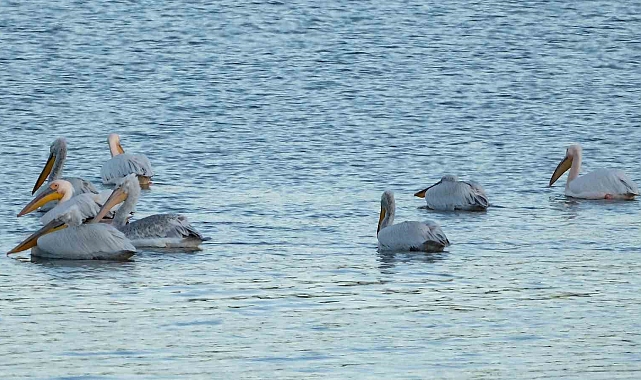 Havalar ısındı, pelikanlar Kars Baraj Gölü'nü mesken tuttu