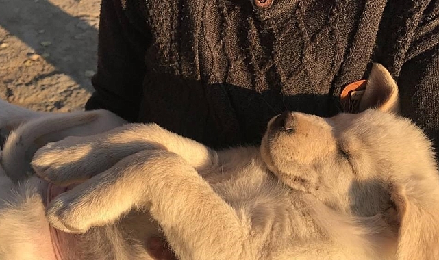 "Hayvanlarda deri çantalar sauna etkisi oluşturuyor"