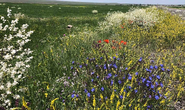 Her tondan açan çiçekler, Kars'ta renk şöleni oluşturdu