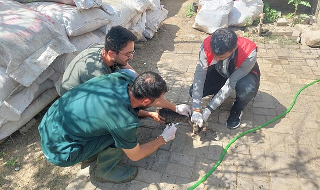 Iğdır'da kuduz aşısı çalışmaları başlatıldı