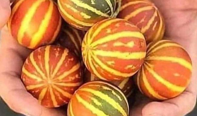 Iğdır'ın unutulmaya yüz tutmuş lezzeti 'Şamama'