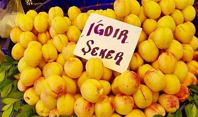 Iğdır Kayısısı tezgâhlarda yerini almaya başladı