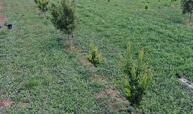 Iğdır Ovası’nda bin dekar alanda 10 bin ton üretiliyor: Aroması ile eşi benzeri yok