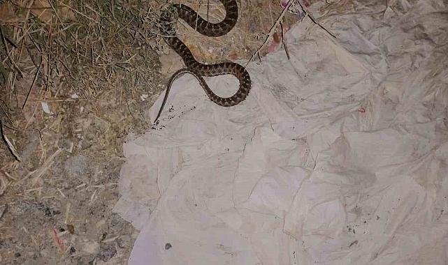 İtfaiye ekipleri, eve giren yılanı yakalayarak doğal yaşam alanına bıraktı