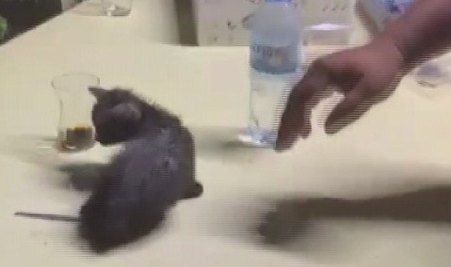 İtfaiye ekipleri, su borusuna sıkışan yavru kediyi kurtardı