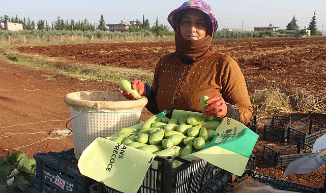 Kabak hasadı başladı, tarlada 12 TL'den alıcı buluyor