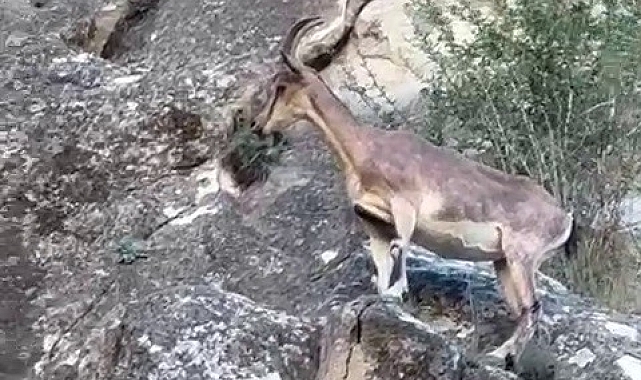 Kayaların üzerinde dolaşan yaban keçileri kameralara yansıdı