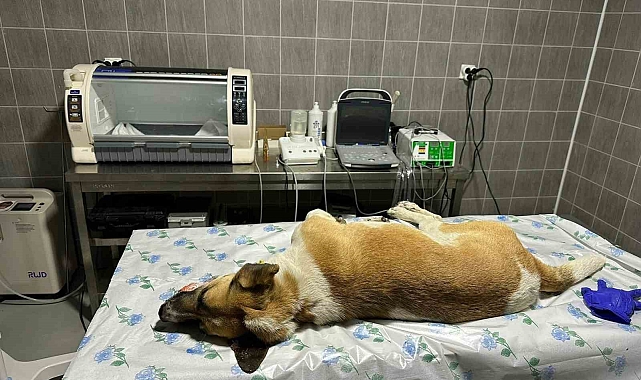 Köpeğe çarpıp, yaralanmasına sebep olup sonra kaçan sürücüye, ceza kesildi