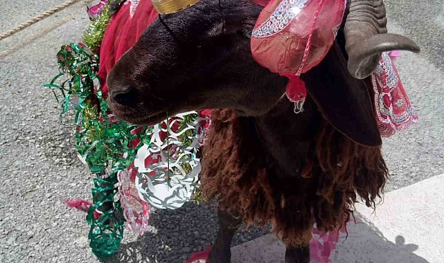 Kurbanlık koçlar, kız evine götürülmek için süslendi