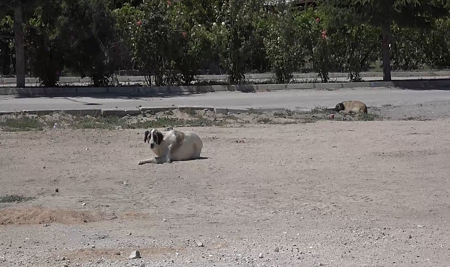 Mahallenin karantinaya alınmasına sebep olan köpeğin, kuduz olmadığı belirlendi
