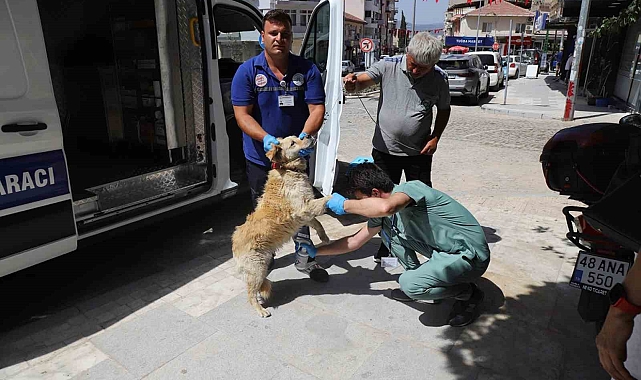 Muğla Büyükşehir Belediyesi sokak hayvanları için acil müdahale aracını devreye soktu