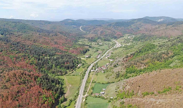Ormanlar kahverengiye büründü