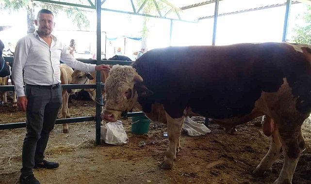 Paşa' 200 bin TL'den alıcı buldu