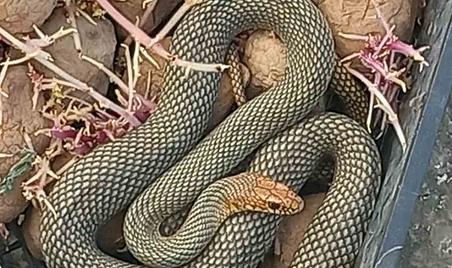 Plastik kasaya giren yılan, itfaiye ekiplerince, doğaya bırakıldı