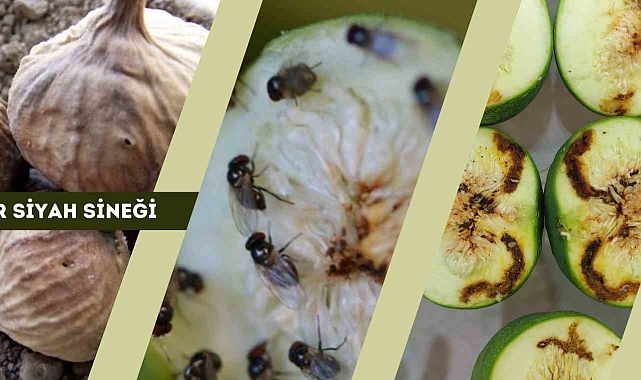 'Siyah sineğe' karşı uyarı yapıldı