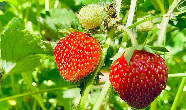 Toprakta hayat bulan çilekler, çiftçiye gelir sektöre alternatif oldu