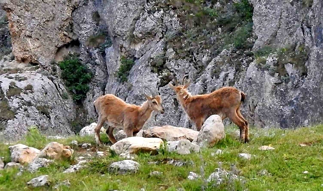 Tuz yalayan dağ keçileriyle ile otlayan inek sürüsü bir arada görüntülendi