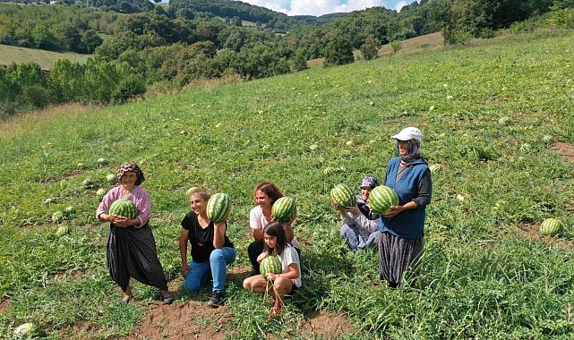 Ülke genelinde geniş pazara sahip kandıra karpuzunda üretim arttı