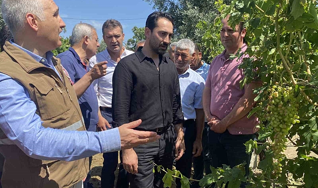 Üzüm bağlarında hasar tespiti başladı