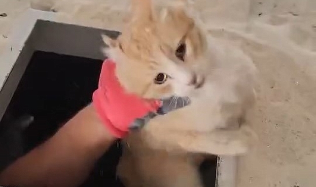 Yapı kimyasal makinesinin içerisine düşen kedi, son anda kurtarıldı