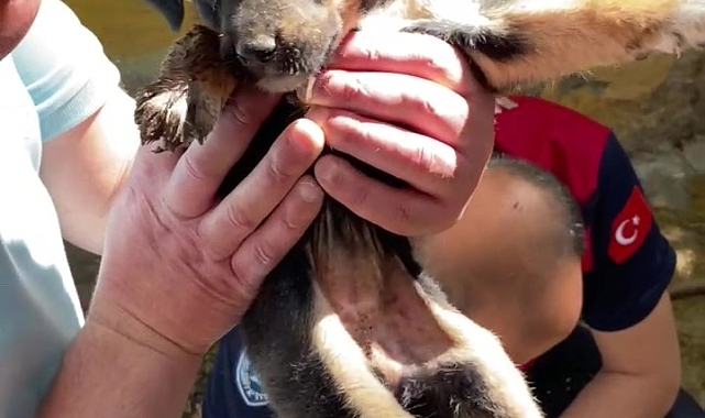 Yavru köpekleri itfaiyeciler kurtardı
