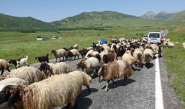 Yaylalara göç başladı