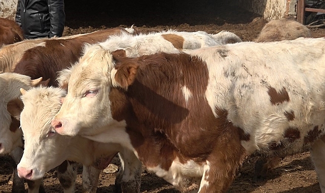 "Yeni kesilmiş kurban etini buzdolabına koymayın"