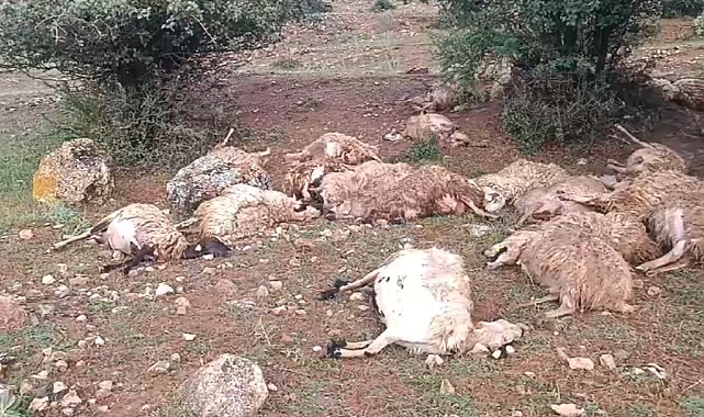 Yıldırım, sürüye  isabet etti, 51 hayvan telef oldu