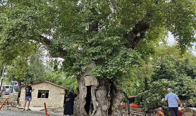 3 bin yıllık olduğuna inanılan abide çınar ağacı, dev cüssesiyle ilgi uyandırıyor