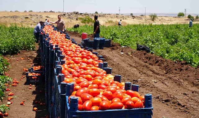 40-45 derece altında domates hasadı başladı