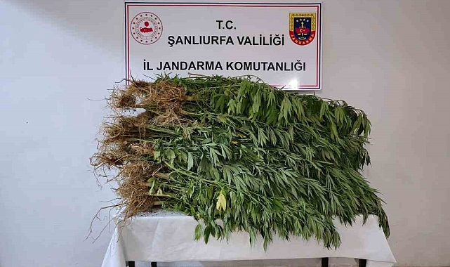418 Kök Kenevir Bitkisi Ele Geçirildi