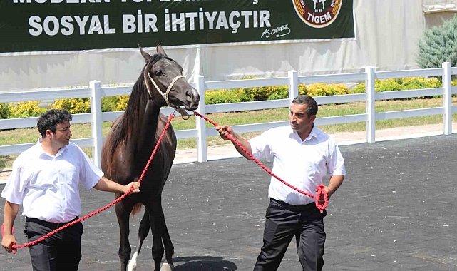 59 tayın satışından 21 milyon 655 bin lira gelir elde edildi