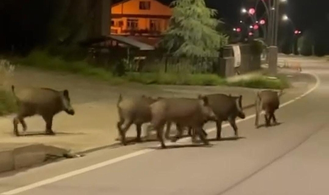 Aç kalan domuzlar şehre indi