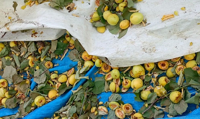 Ağaçkakanlar, kilolarca kayısıyı çöp etti