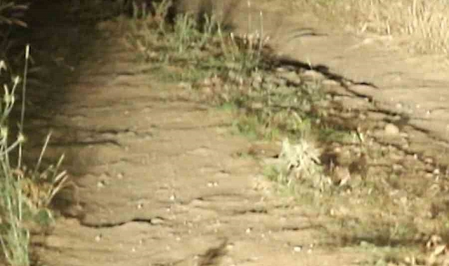 Arap Tavşanı Niğde'de görüntülendi
