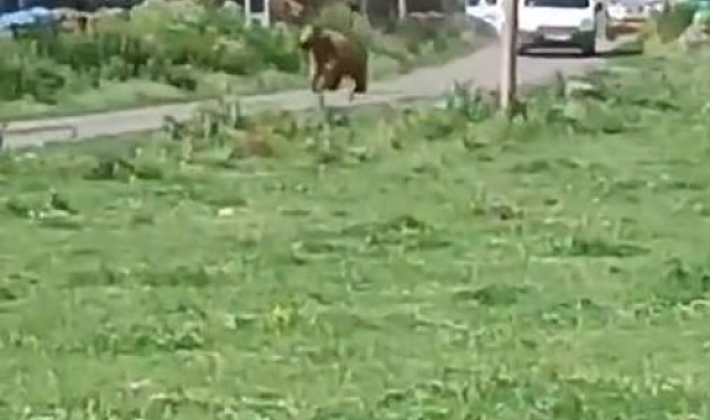 Ardahan'da bir evin bahçesine giren ayı panik yarattı