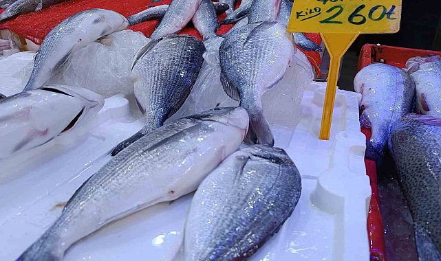 Balıkçılar, palamudun yolunu gözlemeye başladılar