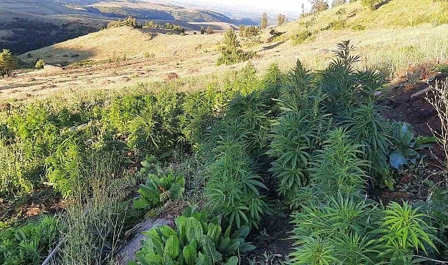 Bingöl'de 6 bin 283 kök kenevir bitkisi ile ruhsatsız av tüfeği ele geçirildi