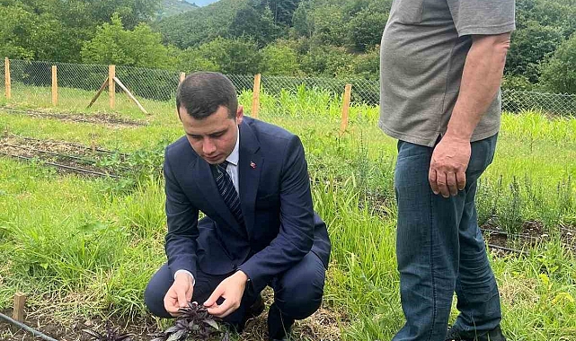Bitkiler, yerinde incelendi