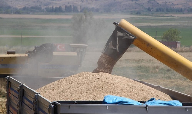 Buğday hasadı Erzincan'da devam ediyor