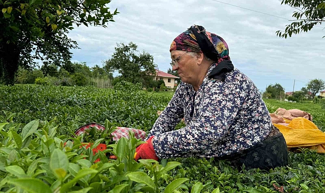 ÇAYKUR kontenjanı 50 kilogramdan 30 kilograma düşürdü