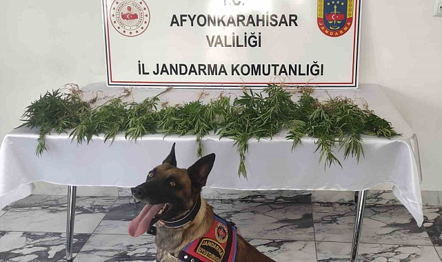Çiftliğe baskın düzenleyen jandarma ekipleri 41 kök kenevir ele geçirdi