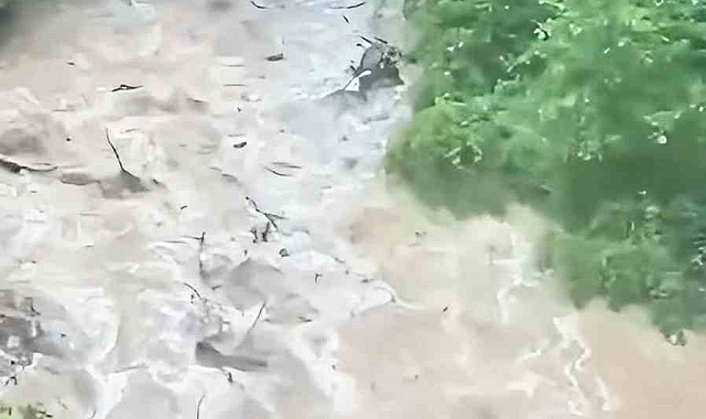 Coşan derede cansız ayı görüntülendi