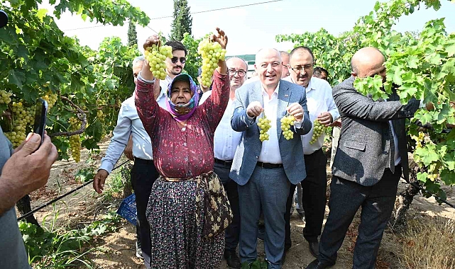 Denizli'de Üzüm Hasadı Başladı