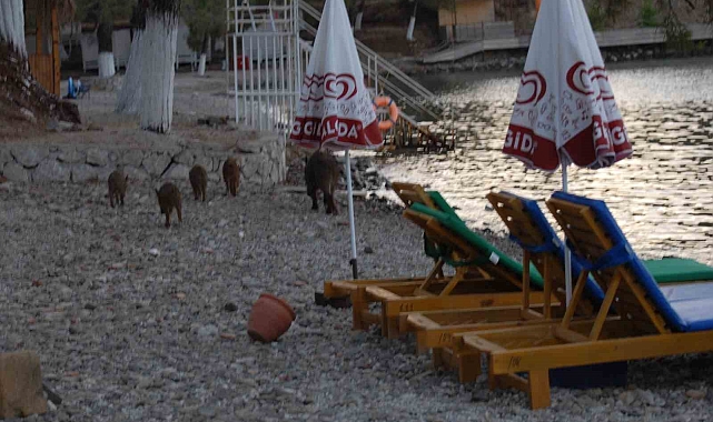 Domuz yavruları plaja indi yiyecek aradı